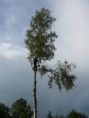 /album/bomen-snoeien/p1010330-jpg/